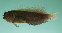 To FishBase images (<i>Cirripectes filamentosus</i>, Oman, by Randall, J.E.)