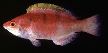 To FishBase images (<i>Cirrhilabrus flavidorsalis</i>, Indonesia, by Randall, J.E.)