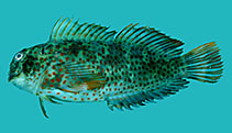 To FishBase images (<i>Cirripectes gilberti</i>, Chagos Is., by Winterbottom, R.)