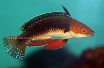To FishBase images (<i>Cirrhilabrus hygroxerus</i>, Indonesia, by Tanaka, H.)