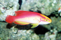 To FishBase images (<i>Cirrhilabrus jordani</i>, by Tanaka, H.)