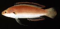 To FishBase images (<i>Cirrhilabrus katherinae</i>, Guam, by Randall, J.E.)