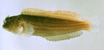 To FishBase images (<i>Cirripectes kuwamurai</i>, by Araga, C.)