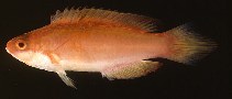 To FishBase images (<i>Cirrhilabrus lanceolatus</i>, Ryukyu Is., by Randall, J.E.)