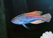 To FishBase images (<i>Cirrhilabrus lineatus</i>, by Tanaka, H.)