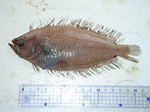 To FishBase images (<i>Citharoides macrolepidotus</i>, Japan, by Shiina, M.)