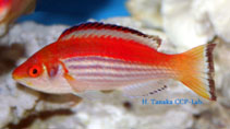 To FishBase images (<i>Cirrhilabrus marjorie</i>, Fiji, by Tanaka, H.)