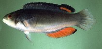 To FishBase images (<i>Cirrhilabrus melanomarginatus</i>, Chinese Taipei, by Randall, J.E.)