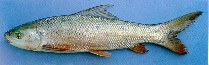 To FishBase images (<i>Cirrhinus microlepis</i>, Laos, by Roberts, T.R.)
