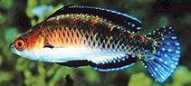 To FishBase images (<i>Cirrhilabrus morrisoni</i>, Australia, by Allen, G.R.)
