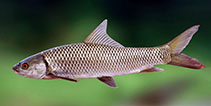 To FishBase images (<i>Cirrhinus mrigala</i>, Sri Lanka, by Ramani Shirantha)
