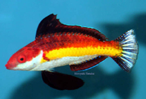 To FishBase images (<i>Cirrhilabrus naokoae</i>, by Tanaka, H.)