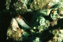 To FishBase images (<i>Cirripectes polyzona</i>, Guam, by Randall, J.E.)