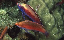 To FishBase images (<i>Cirrhilabrus punctatus</i>, Papua New Guinea, by Randall, J.E.)