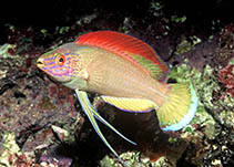 To FishBase images (<i>Cirrhilabrus pylei</i>, Vanuatu, by Walsh, F.)
