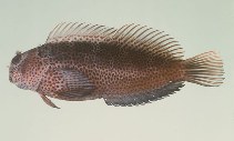 To FishBase images (<i>Cirripectes randalli</i>, Mauritius, by Randall, J.E.)