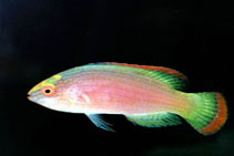 To FishBase images (<i>Cirrhilabrus rubrimarginatus</i>, by Tanaka, H.)