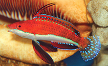 To FishBase images (<i>Cirrhilabrus rubeus</i>, Sri Lanka, by Tanaka, H.)