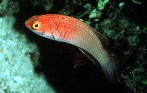 To FishBase images (<i>Cirrhilabrus rubrisquamis</i>, Maldives, by Randall, J.E.)