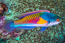 To FishBase images (<i>Cirrhilabrus ryukyuensis</i>, Philippines, by Libert, F.)