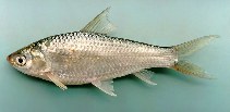 To FishBase images (<i>Henicorhynchus siamensis</i>, Laos, by Warren, T.)