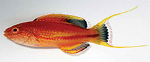 To FishBase images (<i>Cirrhilabrus squirei</i>, Australia, by Walsh, F.)