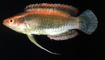 To FishBase images (<i>Cirrhilabrus temminckii</i>, Japan, by Randall, J.E.)
