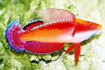 To FishBase images (<i>Cirrhilabrus tonozukai</i>, by Tanaka, H.)