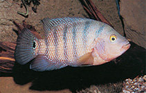 To FishBase images (<i>Cichlasoma urophthalmus</i>, Guatemala, by DATZ)