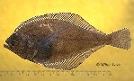 To FishBase images (<i>Citharichthys xanthostigma</i>, by Love, M.)