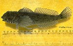 To FishBase images (<i>Clinocottus analis</i>, by Love, M.)