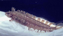 To FishBase images (<i>Clinitrachus argentatus</i>, France, by Wirtz, P.)
