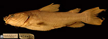 To FishBase images (<i>Clarotes bidorsalis</i>, Somalia, by MNHN)