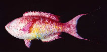 To FishBase images (<i>Clepticus brasiliensis</i>, Brazil, by Gasparini, J.L.)