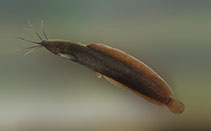 Image of Clarias brachysoma (Walking catfish)