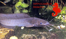 To FishBase images (<i>Clarias buettikoferi</i>, by Hippocampus-Bildarchiv)
