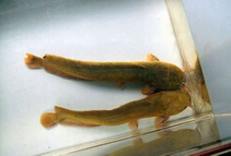 Image of Clarias fuscus (Hong Kong catfish)