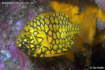 To FishBase images (<i>Cleidopus gloriamaris</i>, Australia, by Banks, I.)