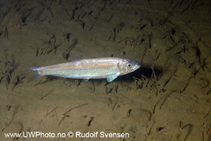To FishBase images (<i>Clupea harengus</i>, by Svensen, R.)