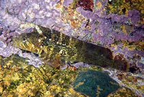 Image of Clinus heterodon (Westcoast klipfish)