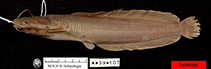 Image of Clarias laeviceps (Catfish)