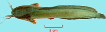To FishBase images (<i>Clarias macrocephalus</i>, by CAFS)