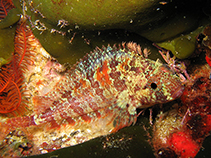 Image of Clinus nematopterus (Chinese klipfish)