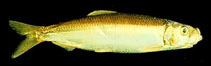 Image of Clupea pallasii (Pacific herring)