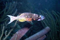 Image of Clepticus parrae (Creole wrasse)