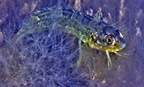 To FishBase images (<i>Clinus spatulatus</i>, South Africa, by Zsilavecz, G.)