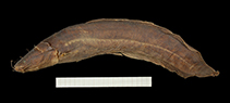 Image of Clarias stappersii (Blotched catfish)