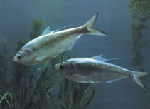 Image of Clupanodon thrissa (Chinese gizzard shad)