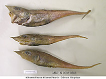To FishBase images (<i>Coelorinchus acutirostris</i>, Philippines, by MNHN)