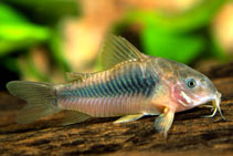 To FishBase images (<i>Corydoras aeneus</i>, by Hippocampus-Bildarchiv)